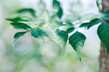 Mantar ağacı, Hint mantar ağacı veya Millingtonia hortensis Linn veya BIGNONIACEAE veya küçük mantar ağacı veya yaprak arkaplanı veya yapraklar