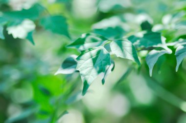 Mantar ağacı, Hint mantar ağacı veya Millingtonia hortensis Linn veya BIGNONIACEAE veya küçük mantar ağacı veya yaprak arkaplanı veya yapraklar