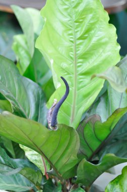 Bitkinin üzerinde Anthurium Rönesans ya da Anthurium Rönesans çiçeği ya da tohum