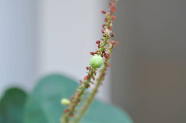 Coccoloba uvifera, Deniz üzümü ya da POLİYAE tohumu ve çiçek ağaçta