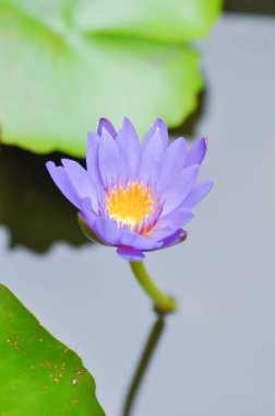Gölette lotus veya floresan mor nilüfer.