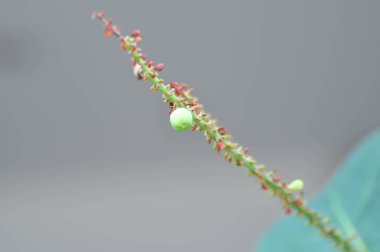 Coccoloba uvifera, Deniz üzümü ya da POLİYAE tohumu ve çiçek ağaçta