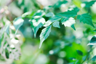 Mantar ağacı, Hint mantar ağacı veya Millingtonia hortensis Linn veya BIGNONIACEAE veya küçük mantar ağacı veya yaprak arkaplanı veya yapraklar