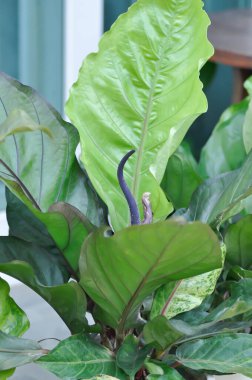 Anthurium Rönesans veya Anthurium Rönesans çiçeği veya tohum