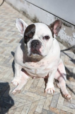Köpek ya da Fransız bulldog, Fransız bulldog 'undan habersiz ya da yerde oturan Fransız bulldog' u.