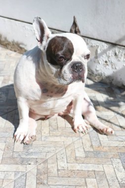 Köpek ya da Fransız bulldog, Fransız bulldog 'undan habersiz ya da yerde oturan Fransız bulldog' u.