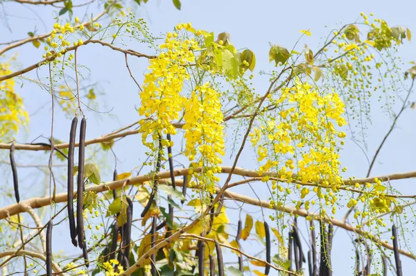 Altın duş, Cassia fistülü ya da puding pipo ağacı ya da Cassia fistül keteni ve gökyüzü arka planı