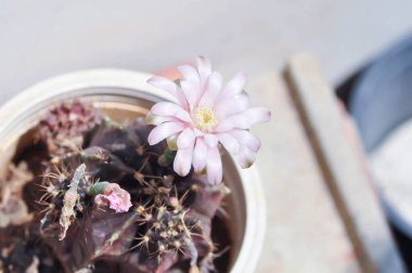 Gymnocalycium, Gymnocalycium mihanovichii ya da çiçek saksısında çiçek veya kaktüs çiçeğiyle çeşitlendirilmiş gymnocalycium mihanovichii.