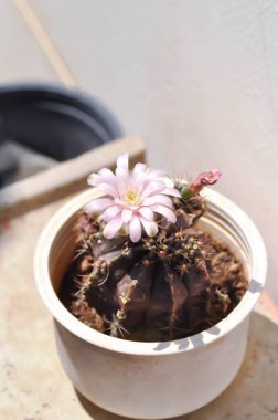 Gymnocalycium, Gymnocalycium mihanovichii ya da çiçek saksısında çiçek veya kaktüs çiçeğiyle çeşitlendirilmiş gymnocalycium mihanovichii.