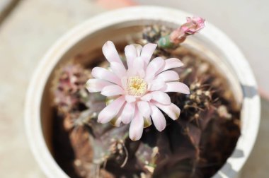 Gymnocalycium, Gymnocalycium mihanovichii ya da çiçek saksısında çiçek veya kaktüs çiçeğiyle çeşitlendirilmiş gymnocalycium mihanovichii.