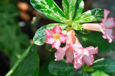 Adenium obesum , Desert rose or Mock Azalea or Pink bignonia or Impala lily or APOCYNACEAE or pink flower