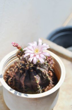Gymnocalycium, Gymnocalycium mihanovichii ya da çiçek saksısında çiçek veya kaktüs çiçeğiyle çeşitlendirilmiş gymnocalycium mihanovichii.