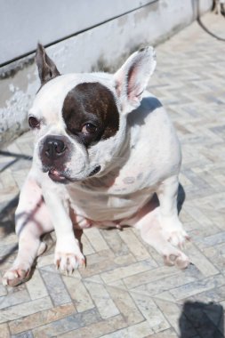 Köpek ya da Fransız bulldog, Fransız bulldog 'undan habersiz ya da yerde oturan Fransız bulldog' u.