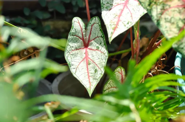 Caladium, Caladium Bicolor Vent ya da Caladium bicolor ya da bicolor fabrikası