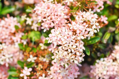 Ixora chinensis Lamk, Ixora spp veya Zephyranthes veya Batı Hint Jasmine veya pembe çiçek