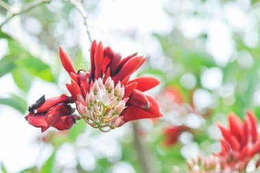 Erythrina fusca Lour, Mercan ağacı veya Bataklık Erythrina veya FABACEAE veya kırmızı çiçek