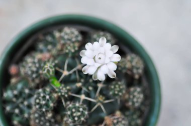 Gymnocalycium damsii v tucavocense, gymnocalycium damsii sssp ya da kaktüs ya da beyaz çiçek