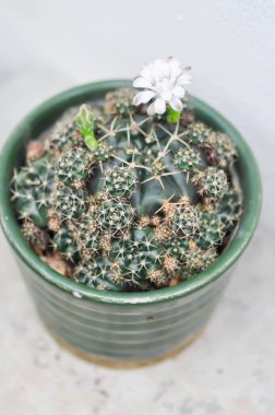 Gymnocalycium damsii v tucavocense, gymnocalycium damsii sssp ya da kaktüs ya da beyaz çiçek