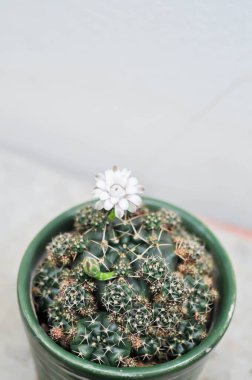 Gymnocalycium damsii v tucavocense, gymnocalycium damsii sssp ya da kaktüs ya da beyaz çiçek