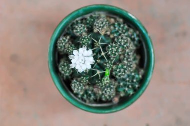 Gymnocalycium damsii v tucavocense, gymnocalycium damsii sssp ya da kaktüs ya da beyaz çiçek
