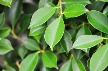 banyan ağacı veya Ficus annulata veya fius bengalensis veya yapraklar arkaplan veya yaprak