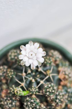 Gymnocalycium damsii v tucavocense, gymnocalycium damsii sssp ya da kaktüs ya da beyaz çiçek