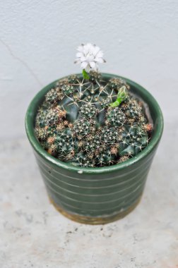 Gymnocalycium damsii v tucavocense, gymnocalycium damsii sssp ya da kaktüs ya da beyaz çiçek
