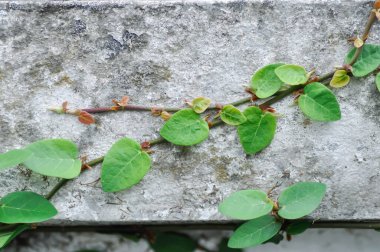 Ficus pumila ya da tırmanma inciri ya da çitlere tırmanma sarmaşığı