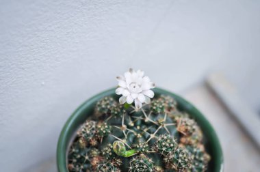 Gymnocalycium damsii v tucavocense, gymnocalycium damsii sssp ya da kaktüs ya da beyaz çiçek