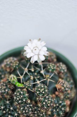 Gymnocalycium damsii v tucavocense, gymnocalycium damsii sssp ya da kaktüs ya da beyaz çiçek