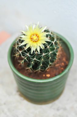 Thelocactus setispinus ya da Ferocactus hamatacanthus, Minyatür Fıçı Kaktüs çiçeği ya da çiçek saksısındaki sarı çiçek ya da kaktüs çiçeği