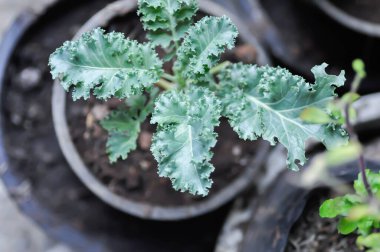 Saksıda Kale, Brassika Oleracea veya Brassica Oleracea bitkisi var.
