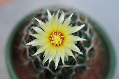 Thelocactus setispinus ya da Ferocactus hamatacanthus, Minyatür Fıçı Kaktüs çiçeği ya da çiçek saksısındaki sarı çiçek ya da kaktüs çiçeği