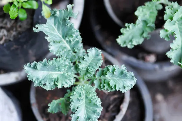 Saksıda Kale, Brassika Oleracea veya Brassica Oleracea bitkisi var.