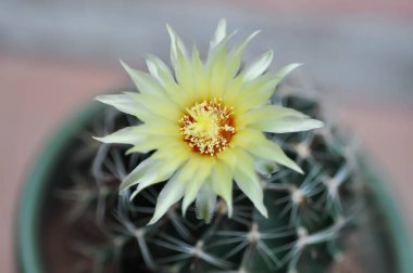 Thelocactus setispinus ya da Ferocactus hamatacanthus, Minyatür Fıçı Kaktüs çiçeği ya da çiçek saksısındaki sarı çiçek ya da kaktüs çiçeği