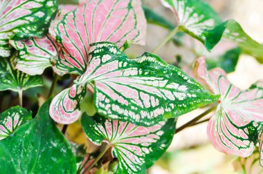 Caladium, Caladium ThaiBeauty veya Dieffenbachia seguine veya Caladium bicolor veya Araceae veya pembe yaprak veya pembe bitki