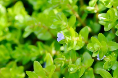 Dev Bacopa, Water Hyssop veya Bacopa caroliniana veya Scrophulariaceae veya mor çiçek