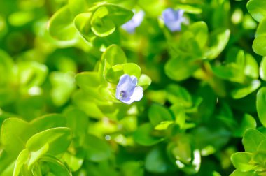 Dev Bacopa, Water Hyssop veya Bacopa caroliniana veya Scrophulariaceae veya mor çiçek