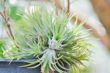 Tillandsia stricta, Tillandsia veya Bromeliaceae veya Tillandsia ionantha Planch veya