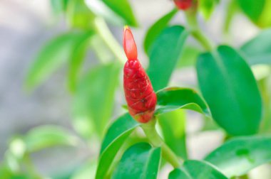 Costus speciosus, Crape ginger veya Malay ginger veya Spiral flag veya Costus speciosus Cheilocostus speciosus, Costaceae veya Cane reed veya Crape ginger veya Malay ginger veya Spiral Flag veya Red Flag