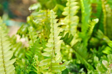 Nephrolepsis cordifolia veya Kılıç eğreltiotu, NEPHROPIDACEAE veya Nephrolepsis cordifolia bicolor