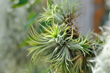 Tillandsia stricta, Tillandsia veya Bromeliaceae veya Tillandsia ionantha Planch veya