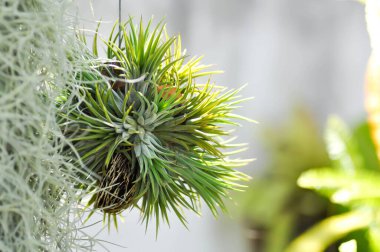 Tillandsia stricta, Tillandsia veya Bromeliaceae veya Tillandsia ionantha Planch veya