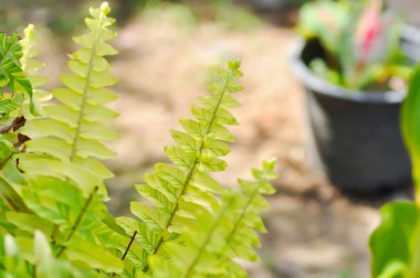 Nephrolepsis cordifolia veya Kılıç eğreltiotu, NEPHROPIDACEAE veya Nephrolepsis cordifolia bicolor