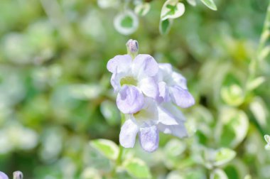 Asistasya gangetica veya asistika gangetica St Johns veya Ganj Primrose, Ganj Nehri asistisnası veya Çin menekşesi veya menekşe çiçeği