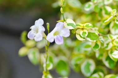 Asistasya gangetica veya asistika gangetica St Johns veya Ganj Primrose, Ganj Nehri asistisnası veya Çin menekşesi veya menekşe çiçeği