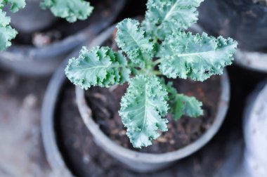 Saksıda Kale, Brassika Oleracea veya Brassica Oleracea bitkisi var.