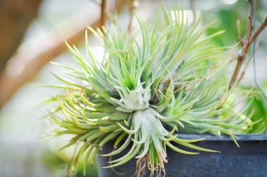 Tillandsia stricta, Tillandsia veya Bromeliaceae veya Tillandsia ionantha Planch veya