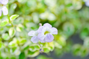 Asistasya gangetica veya asistika gangetica St Johns veya Ganj Primrose, Ganj Nehri asistisnası veya Çin menekşesi veya menekşe çiçeği
