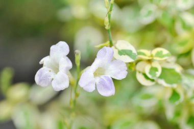 Asistasya gangetica veya asistika gangetica St Johns veya Ganj Primrose, Ganj Nehri asistisnası veya Çin menekşesi veya menekşe çiçeği